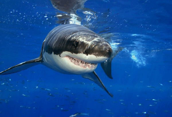 Büyük Beyaz Köpekbalığı