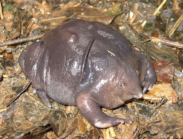 Purple Frog (Hint Mor Kurbağası)