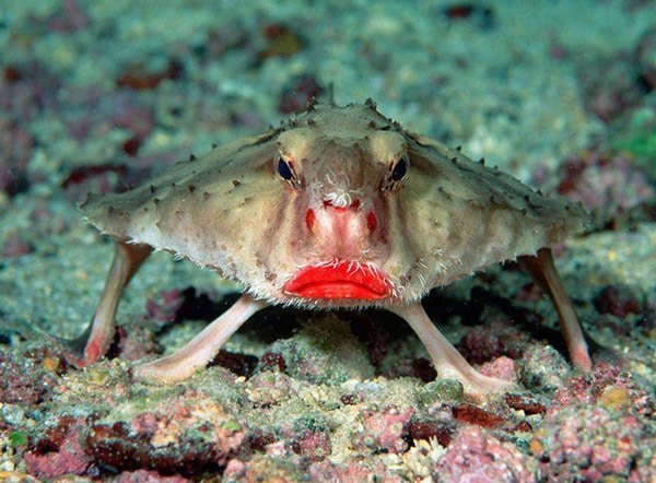 Red-Lipped Batfish (Kırmızı Dudaklı Yarasa Balığı)