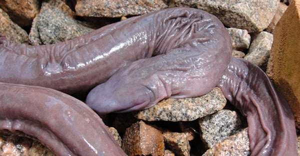 Penis Snake (Penis Yılanı)
