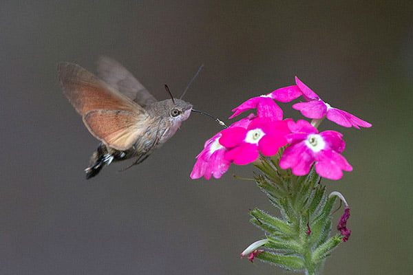 Sfenks Hummingbird (Atmaca Güvesi)