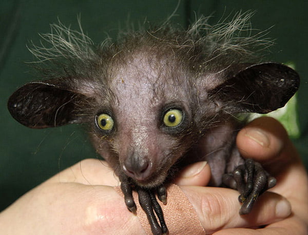 Aye-Aye (Ay-Ay)