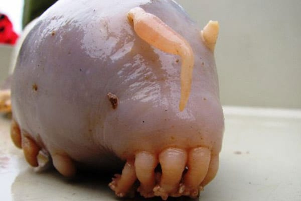 The Sea Pig (Deniz Domuzu)