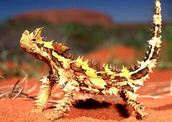 Thorny Dragon (Dikenli Ejderha)