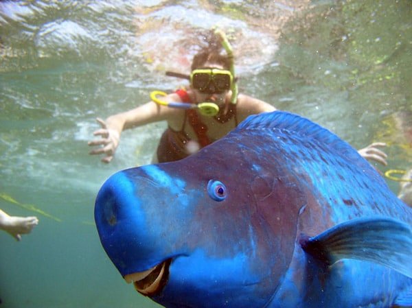 Blue Parrotfish (Mavi Papağan Balığı)