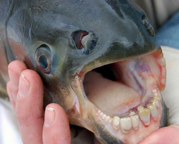 Pacu (Pacu Balığı)