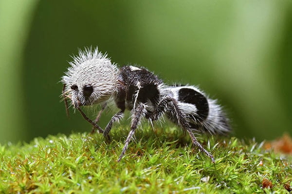 Panda Ant (Panda Karınca)