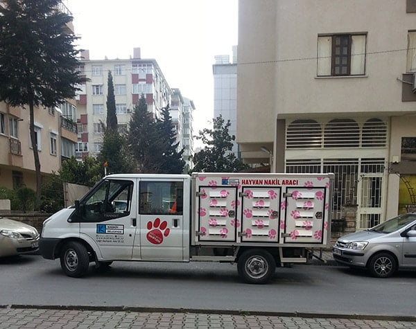 Minicik Bir Kedi ve Umut Bu Toprakları Terk Etmedi