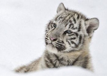 Twitter Profil Kapak Fotoğrafları