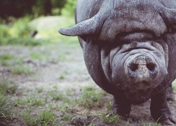 Domuz eti yemek zararlı mıdır?