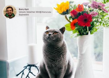 7 Maddede Kedilerde Kısırlaştırma (Doğru Bilinen Yanlışlar)