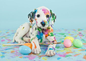 Hayvanları Koruma Günü: Sahiplenmeli miyim, uzaktan mı sevmeliyim?