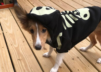 Evine Hoşgeldin Küçük Dostum